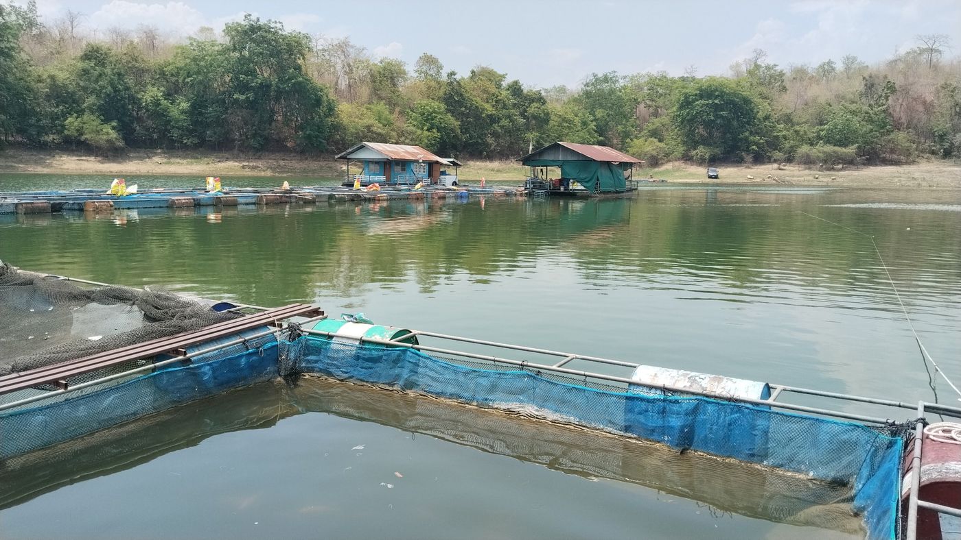 แพและกระชังปลาริมเขื่อน